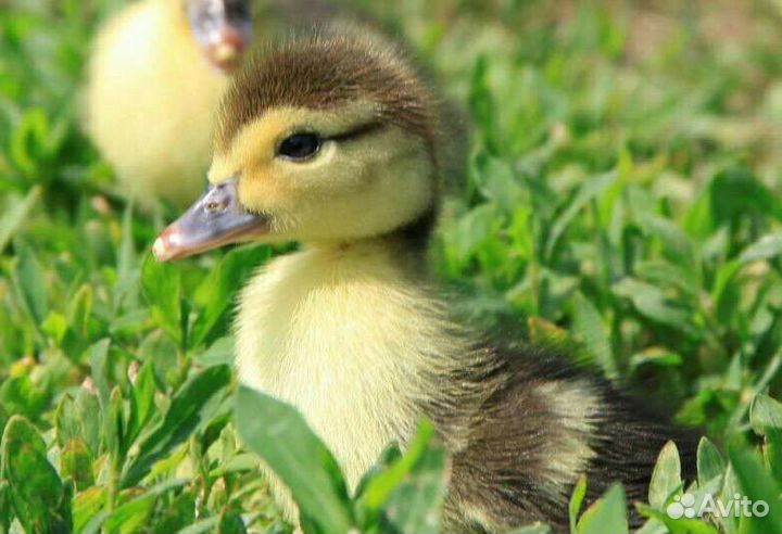 Утята шипуны