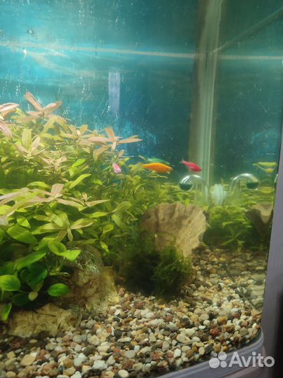 Аквариум с тумбой jebo