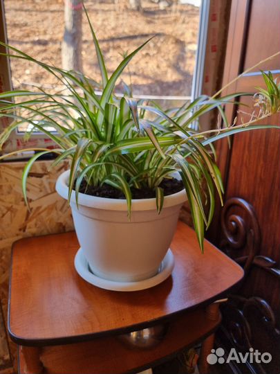 Продам цветок Хлорофитум