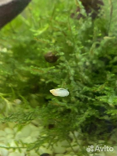 Улитки катушки