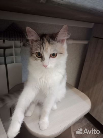 Отдам бесплатно кошечку
