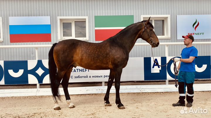 Продается лошади, рысаки