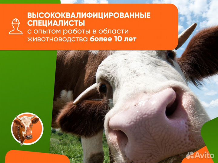 Искусственное осеменение крс, узи на стельность