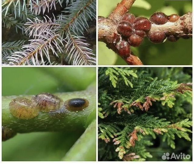 Лечение деревьев