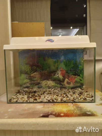 Аквариум