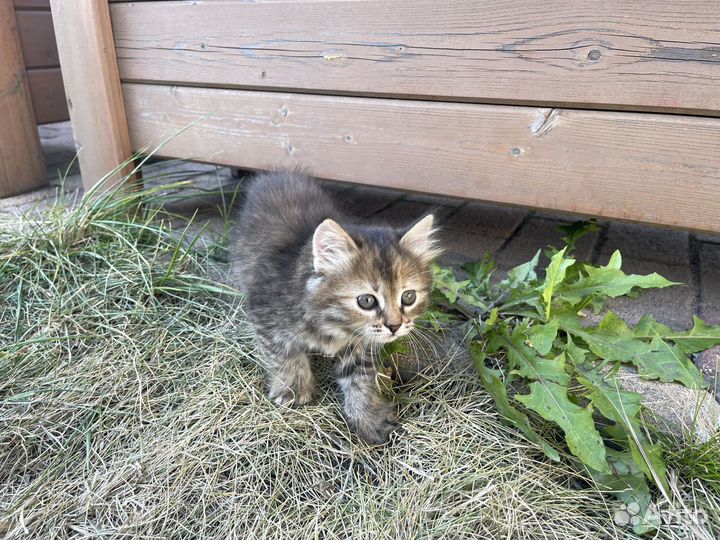 Котята в добрые руки даром