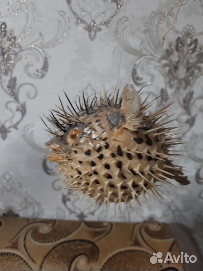 Чучело морского ежа