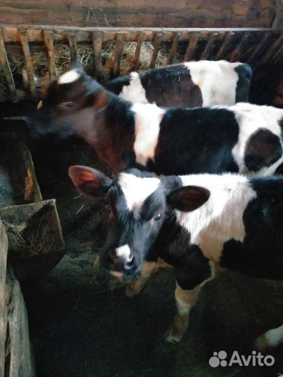 Телята Коровы