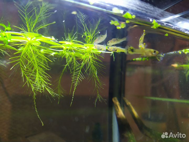 Аквариумные рыбки гуппи