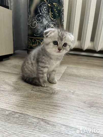 Шотландская