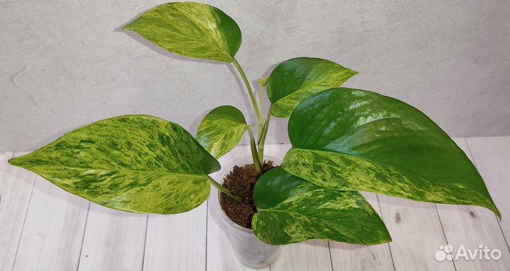 Эпипремнумы, сциндапсус (2)