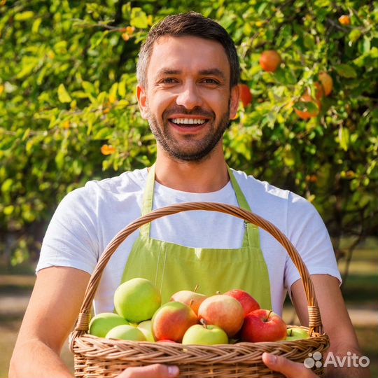 Сборщик урожая яблок