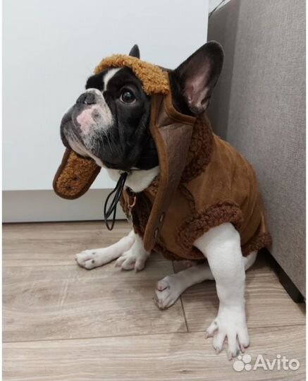 Куртка и шапочка для собак