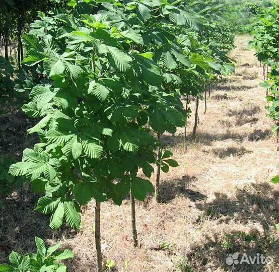 Каштан конский