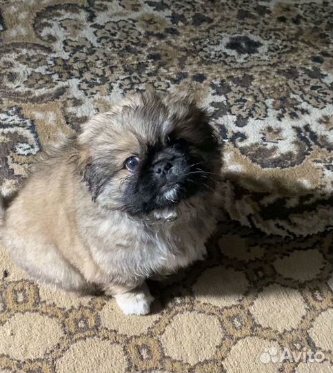 Щенки пекинеса