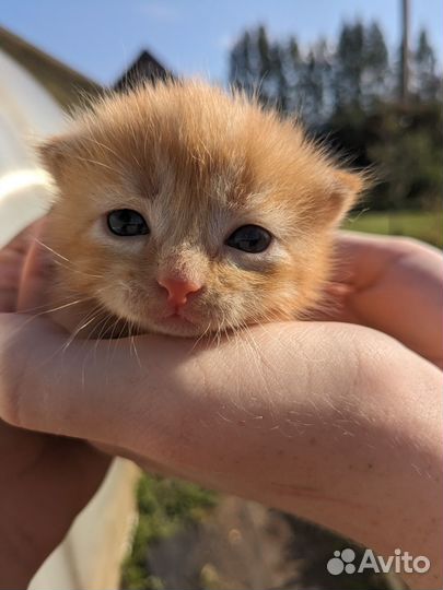 Пушистое счастье