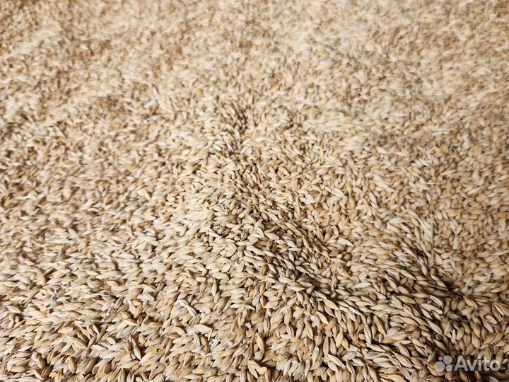 Ячмень Сорт Каррера