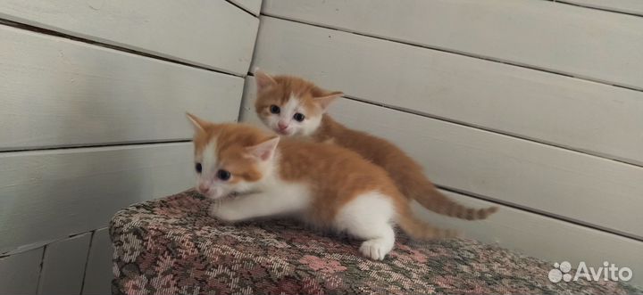 Свежие котята