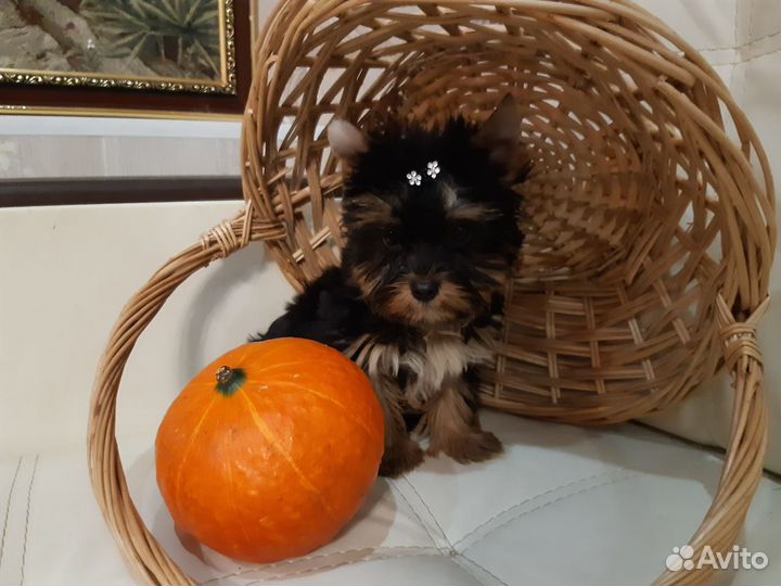 Мальчики и Девочки Йopки