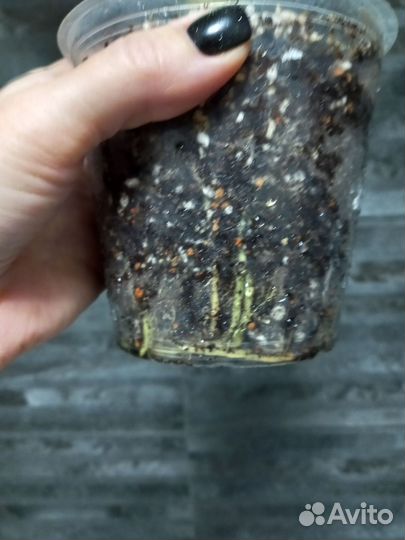 Диффенбахия зебра вар