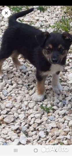 Собачки в добрые руки