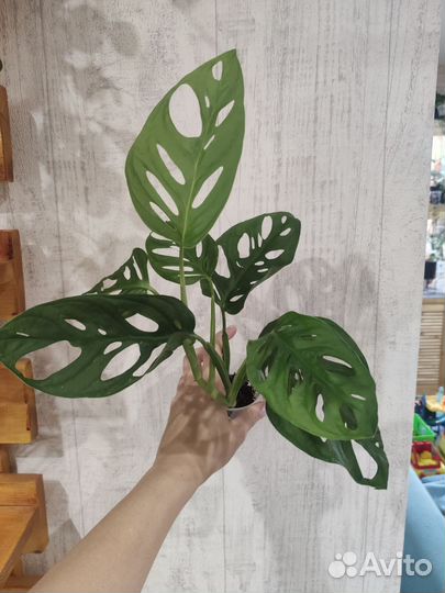 Разные растения