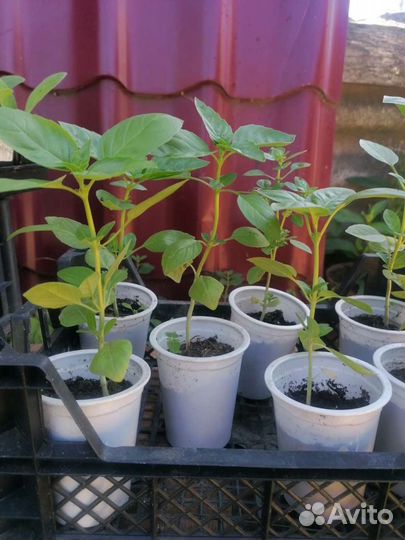 Рассада базилика