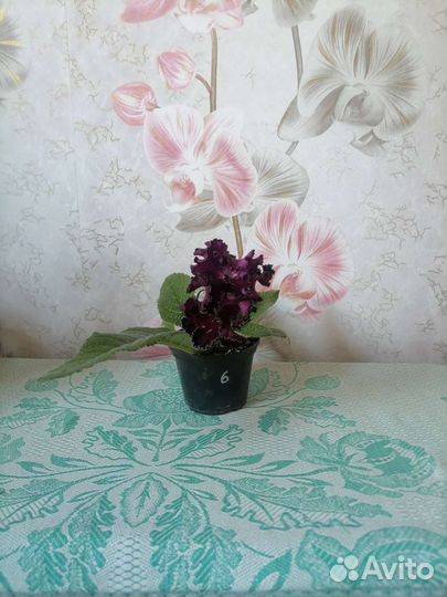 Стрептокарпус