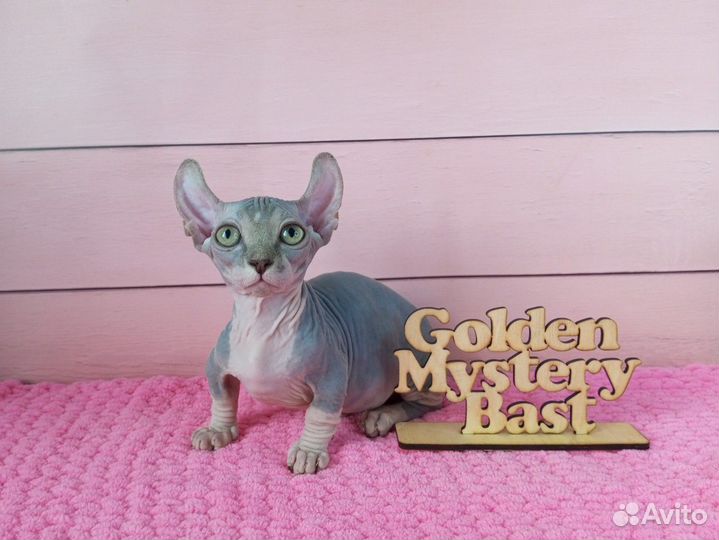 Сфинкс Двэльф