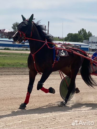 Продам рысака