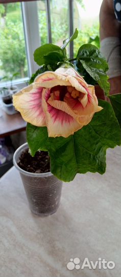 Сортовые гибискусы