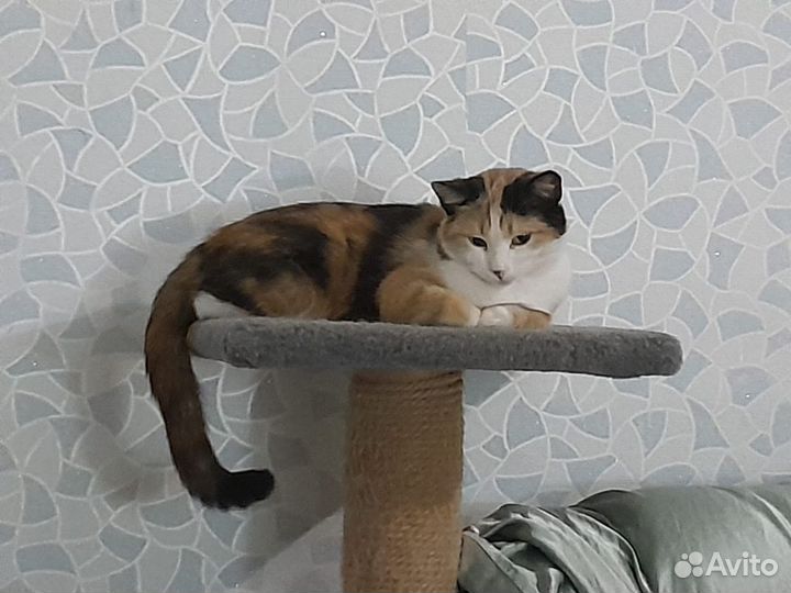 Кошка