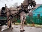 Продаю Орловских лошадей холке 180