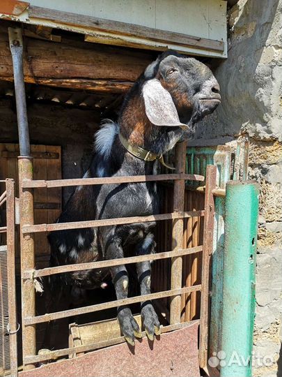 Нубийский козел вязка