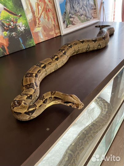 Императорский удав