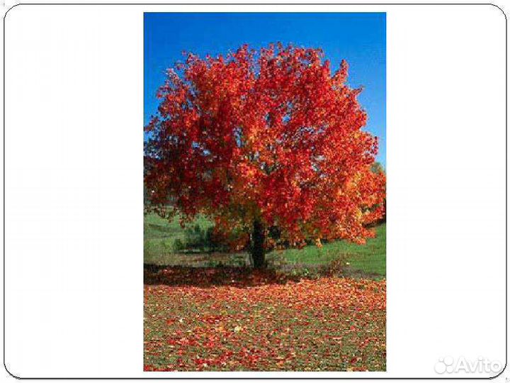 Дуб красный