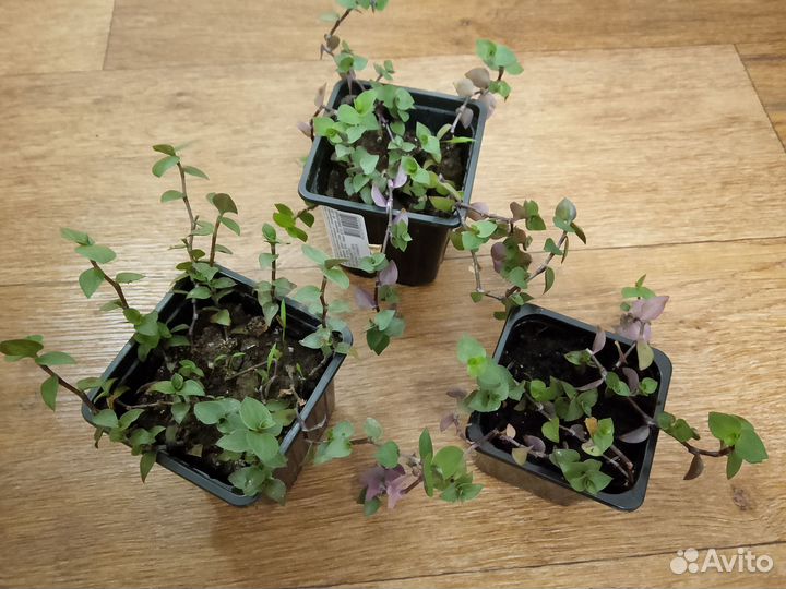 Традесканция каллизия