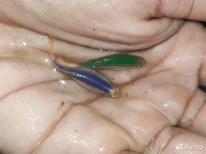 Светящийся зебровый данио