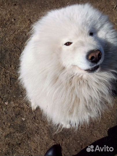 Собака.вязка