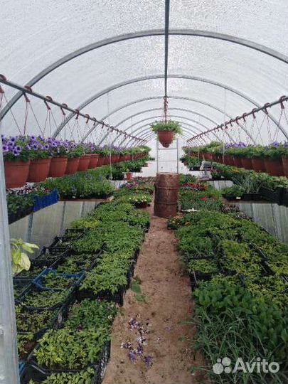 Цветы опт розница