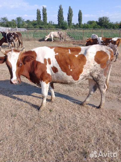 Первотелочки