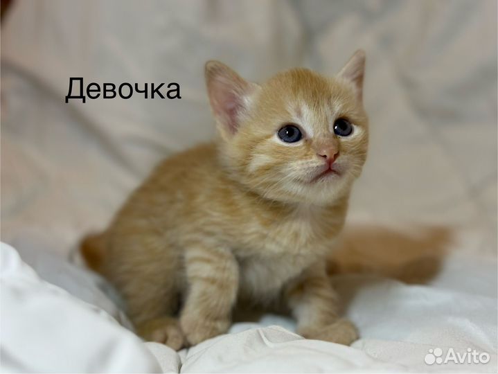 Отдам в добрые руки замечательных котят