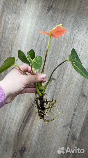 Антуриум салмон лососевый