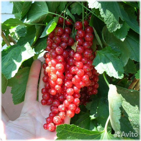 Саженцы смородины