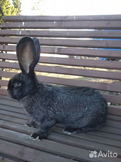 Кролик.Великаны