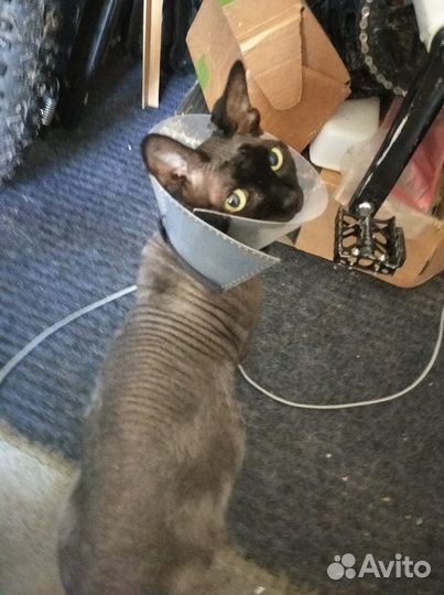 Приходящая котоняня (зооняня у вас дома)