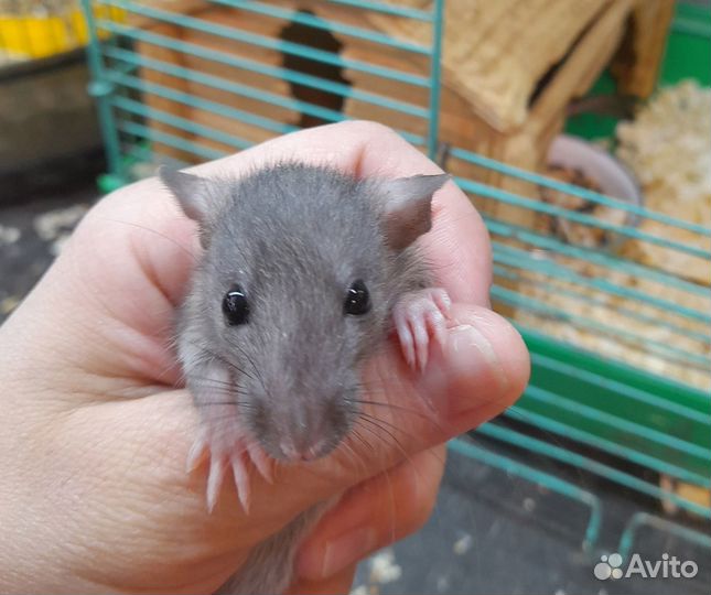 Крысы декоративные