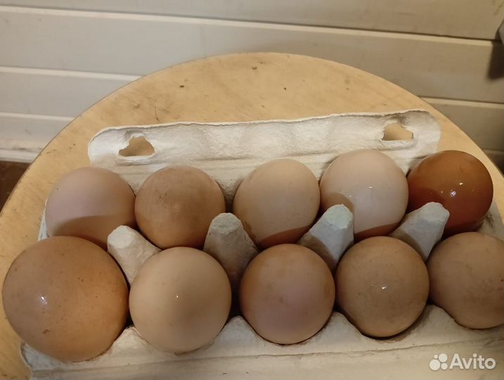 Домашние куриные яйца