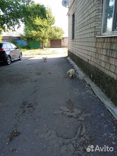 Двортерьер