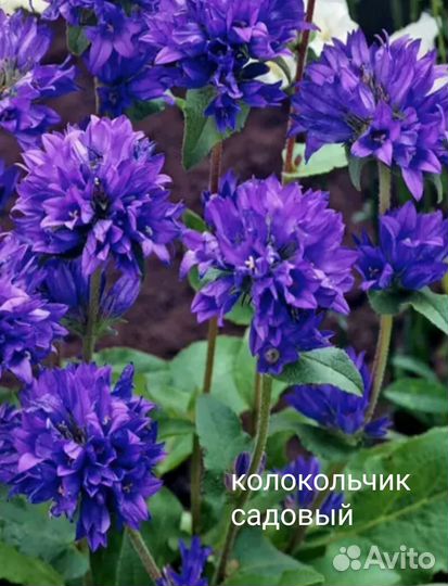 Многолетние цветы для сада